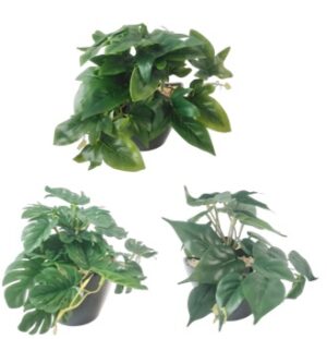 Green plant in pot 21cmH
