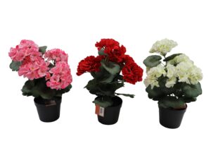 Geranium in plastic pot 35cmH