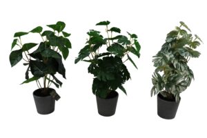Plant in plastic pot 46cmH