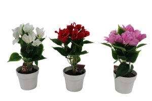 Bougainvillea in plastic pot 27cmH