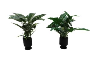 Plant in plastic pot 53cmH