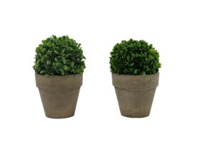 Boxwood in paper pot 19cmH