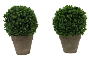 Boxwood in paper pot 23cmH