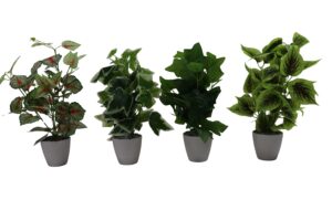 Plant in plastic pot 36-40cmH
