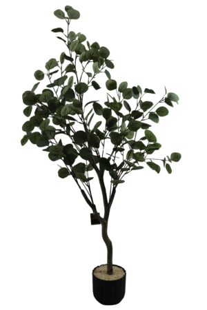 Eucalyptus in plastic pot K/D 120cmH