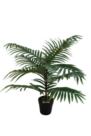 Green plant in plastic pot 70cmH