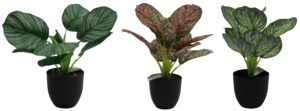 Plant in plastic pot 32-36cmH