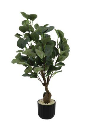 Eucalyptus in plastic pot K/D 60cmH