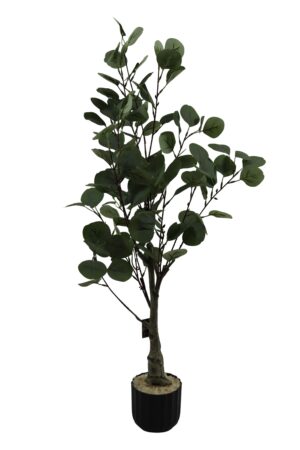 Eucalyptus in plastic pot K/D 90cmH